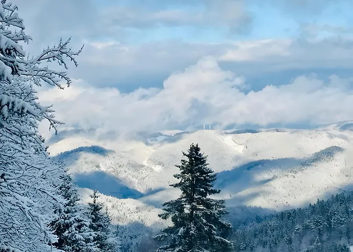 Schwarzwald Nescht Triberg